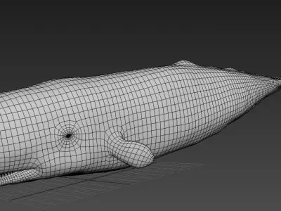 Physeter macrocephalus 3D model