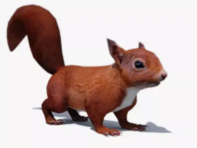 Squirrel Low-poly 3D model 3