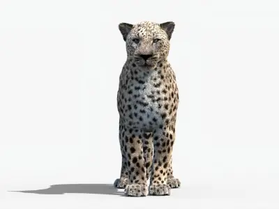 MAYA XGEN FUR Leopard  Low-poly 3D model