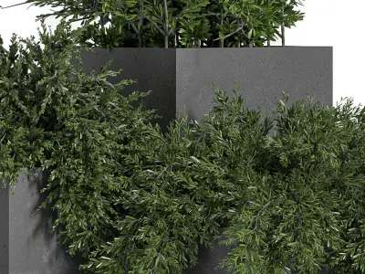 Outdoor Plants Tree in Concrete Box 03 3D model