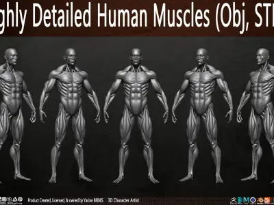 Highly Detailed Human Male Muscles Low-poly 3D model