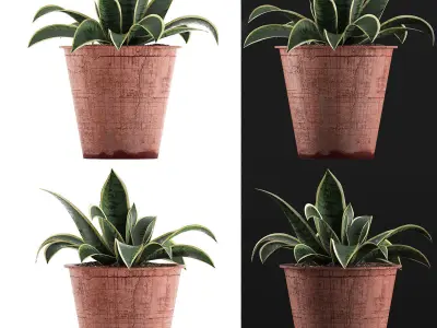 Plants Collection 105 3D model