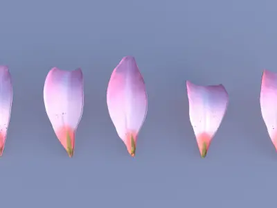 Lily Petals in 5 Colors Low-poly 3D model