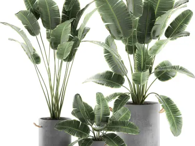 Decorative banana palms in flower pots for the interior 592 3D model
