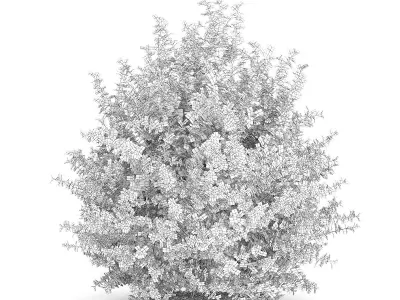 Large Boxwood Plant Buxus sempervirens 3D model