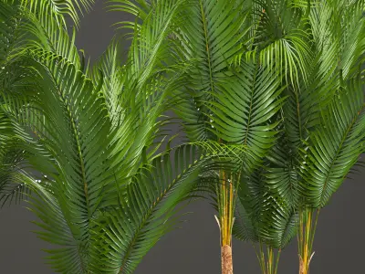 Collection of decorative palms 3D model