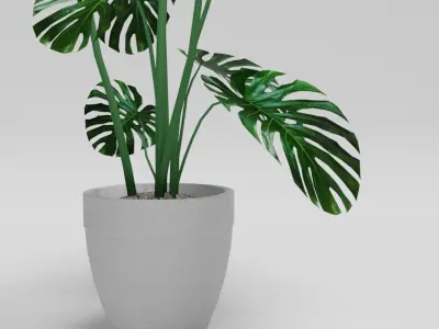Monstera Deliciosa Plant 3D model