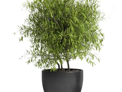 Outdoor plant 11  Low-poly 3D model