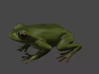 Realistic Frog 3D Model 3D model