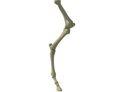 Detailed Bones of Animal Femur 3D model
