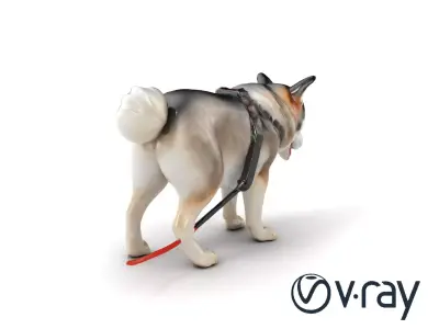 MidnightWhisker Sphynx Cat model pack Low-poly 3D model