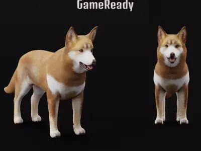 Lapponian Herder Dog Breed Low-poly 3D model