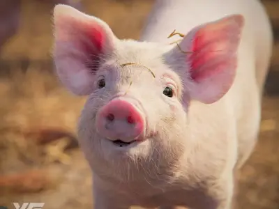 Piggy with 5 Animations VFX Grace 3D model