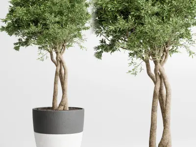 Indoor plant dirty concrete plants ravenala tree bush palm 3D model