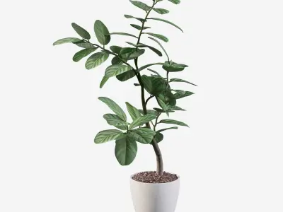 Ficus benghalensis 3D model