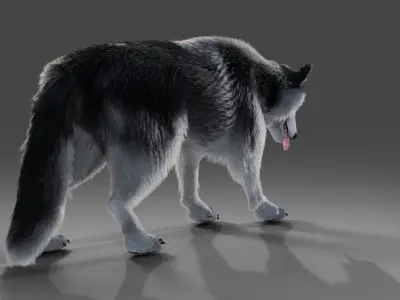 Fur Husky NO Rigged in Blender Low-poly 3D model