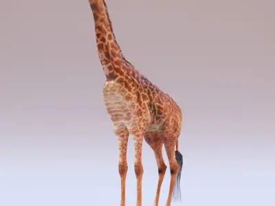 Giraffe Low-poly 3D model 8