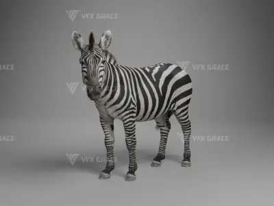 Zebra Animation - VFX Grace 3D model