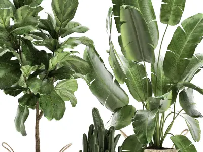 Plants tree in rattan basket for the interior 860 3D model