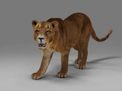Lioness Rigged  V02 in Blender Low-poly 3D model