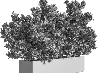 Outdoor Plants Tree in Concrete Box 02 3D model