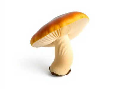 Young Chanterelle Mushroom Curvature model pack Low-poly 3D model