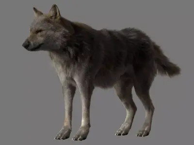 GrayWolf 3D model