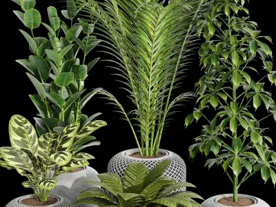 Indoor plant collection 03 3D model