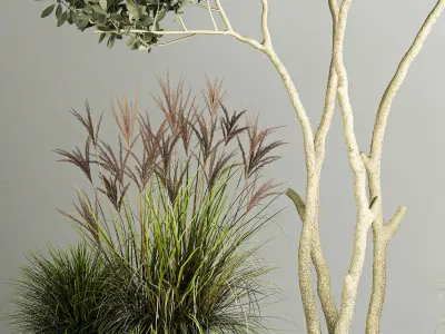 Ornamental Olive Trees In Concrete Pots 1128 3D model