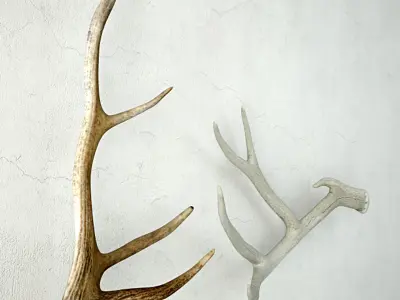 Deer Antlers 3D model
