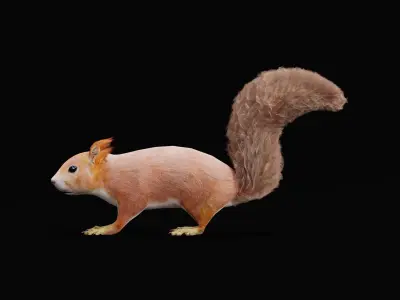 Red Squirrel Low-poly 3D model