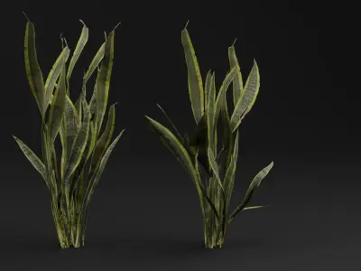 Dracaena Trifasciata Plant 3D model