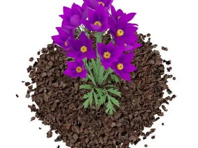 Pasque Flowers Pulsatilla Vulgaris 3D model