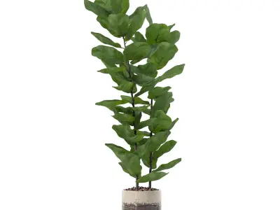 Ficus lyrata in modern flower pot 3D model 2
