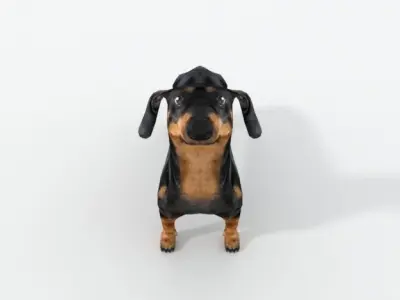 Sausage Dog Low-poly 3D model