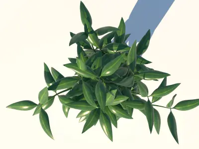 Dracaena and Pot  Low-poly 3D model