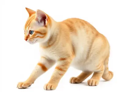 Orange Tabby Kitten model pack Low-poly 3D model