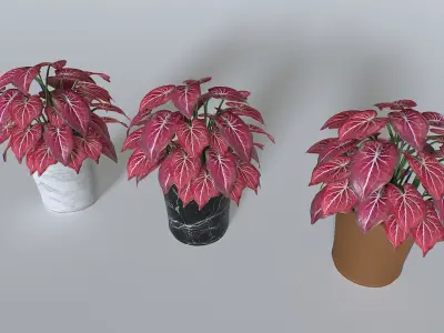 Pot Tropical Plant Pack 4 Low-poly 3D model
