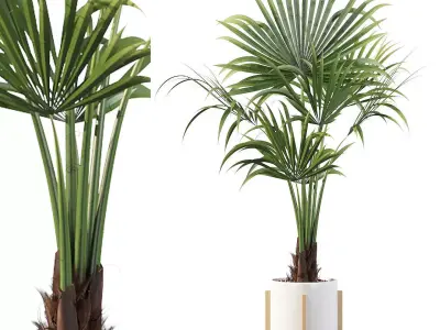 Washingtonia filifera palm 3D model