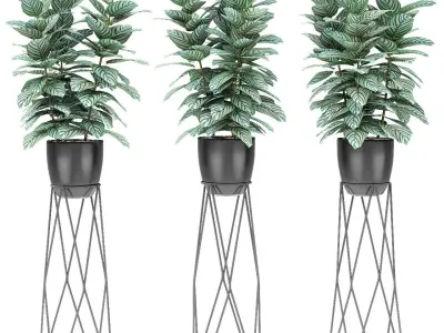 Plant in Pot Flowerpot Exotic Plant 3D model