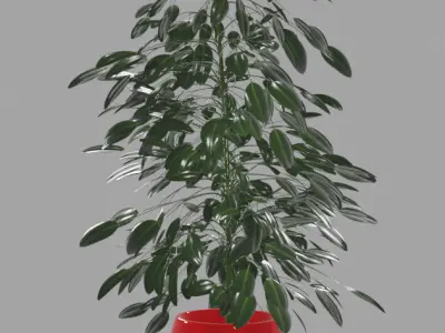 Ficus plant in a red vase with potting 3D model