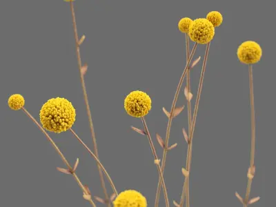 Decor flower Craspedia and candles Set 39 3D model