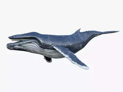 Humpback Whale Rigged Low-poly 3D model