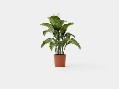 Spathiphyllum Sw Lauretta Low-poly 3D model