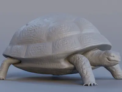 Turtle tortoise Low-poly 3D model