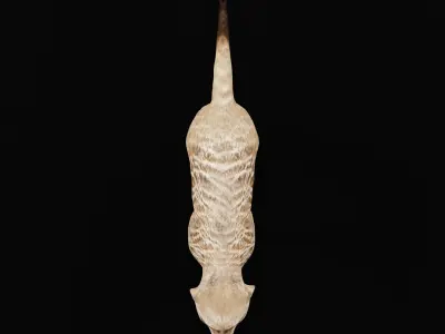 Slender Tailed Meerkat Mongoose 3D model