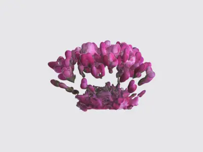 Dianthus Flowers Low-poly 3D model