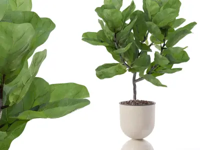 Ficus lyrata in modern flower pot 3D model