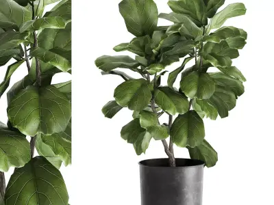 Ficus lyrata trees in a pot for the interior 878 3D model