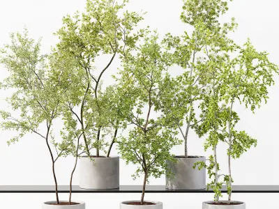 Collection Indoor Plant 01 3D Model Pack